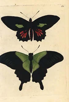 Parides aeneas and Papilio peranthus butterflies Parides aeneas and Papilio peranthus butterflies