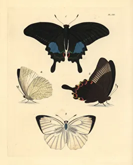 Paris peacock and mottled emigrant butterfly Paris peacock and mottled emigrant butterfly