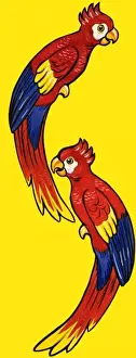 Colorful Bird Pictures Prints: Parrots