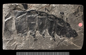 Partial fossil remains of the giant millepede, Arthropleura Partial fossil remains of the giant millepede, Arthropleura