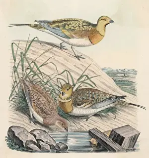 Mary Evans Prints Online Images Prints: Partridges 1860