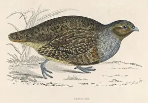 Game Bird Species Prints: Partridges (Morris)