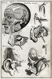 Medical History Prints Online Prints: Parts of the head