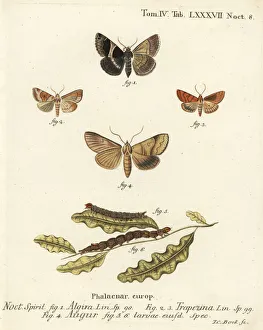Passenger moth, dun-bar and soothsayer Passenger moth, dun-bar and soothsayer