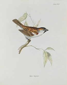 Passer iagoensis, Cape Verde sparrow Passer iagoensis, Cape Verde sparrow
