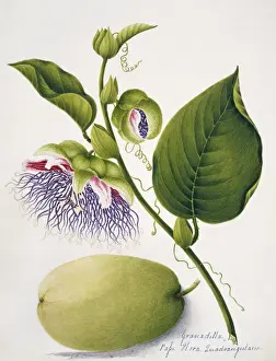 Dicotyledonous Flowering Plants Prints: Passiflora quadrangularis, granadilla
