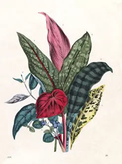 Tropical Plant Leaves Prints: Patterned Foliage, 1860
