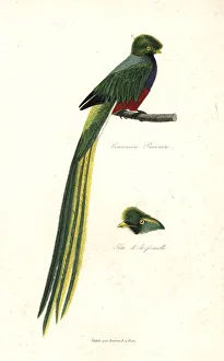 Pavonine quetzal, Pharomachrus pavoninus Pavonine quetzal, Pharomachrus pavoninus