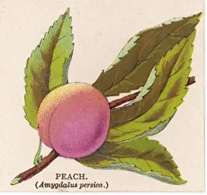 Stone Fruit Prints: A PEACH