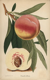 Peach a Bec, Prunus persica cultivar Peach a Bec, Prunus persica cultivar