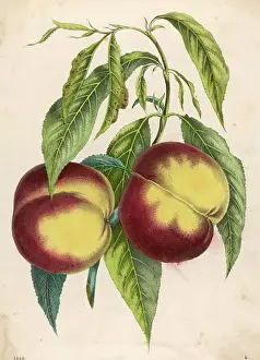 Print of Two Peaches on a Stalk