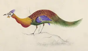 Unique Bird Species Prints: Is it a Peacock ???