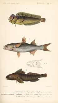 Peacock blenny, flathead mullet, and black goby Peacock blenny, flathead mullet, and black goby