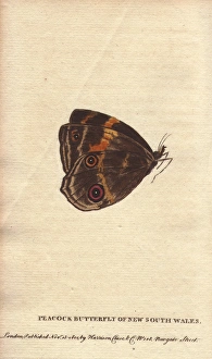 Peacock butterfly of New South Wales, Junonia almana Peacock butterfly of New South Wales, Junonia almana