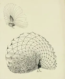 Peacock Display Prints: Peacock in display