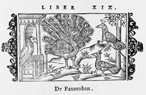 Scandinavian Birds Of Prey Prints: Peacock Displaying