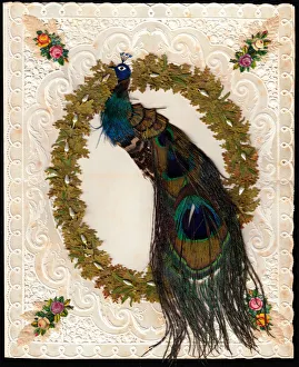Peacock made with feathers on a paper lace card Peacock made with feathers on a paper lace card
