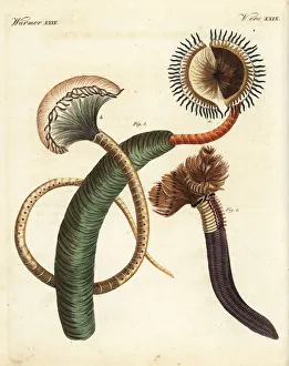 Peacock worm, Sabella pavonina, and feather Peacock worm, Sabella pavonina, and feather