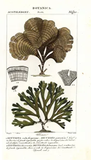 Peacock's tail, Padina pavonica 1, and Dictyota dichotoma 2 Peacock's tail, Padina pavonica 1, and Dictyota dichotoma 2