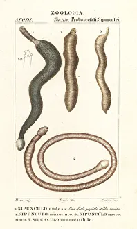 Peanut worms, Sipunculus nudus, etc Peanut worms, Sipunculus nudus, etc
