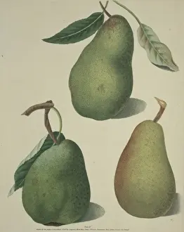 Dicotyledon Flowering Plants Prints: The Pear