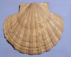 Bivalve Mollusc Prints: Pecten sp. scallop