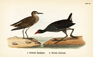 Pectoral sandpiper and common gallinule Pectoral sandpiper and common gallinule