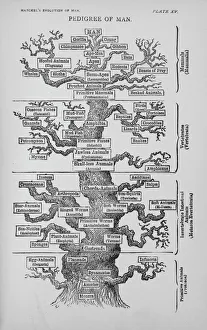 Pedigree of Man Pedigree of Man