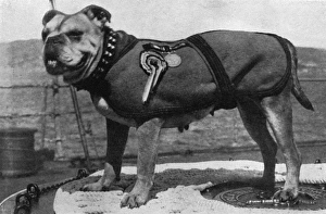 Peggy, bulldog mascot of HMS Iron Duke, WW1 Peggy, bulldog mascot of HMS Iron Duke, WW1