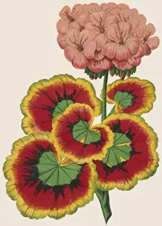 19th Century Botanical Prints: Pelargonium / Geranium