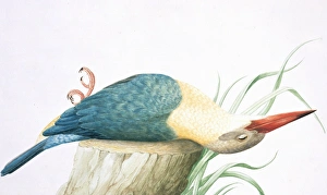 Pelargopsis capensis, stork-billed kingfisher Pelargopsis capensis, stork-billed kingfisher