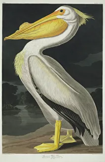 Pelecanus erythrorynchos, American white pelican Pelecanus erythrorynchos, American white pelican