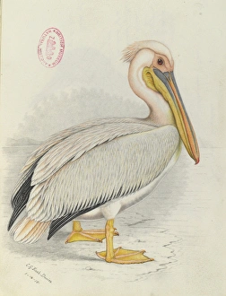 Pelecanus onocrotalus, Great white pelican Pelecanus onocrotalus, Great white pelican