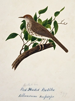 Pellorneum ruficeps, puff-throated babbler Pellorneum ruficeps, puff-throated babbler