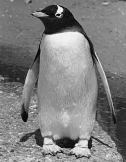 Penguin Print, Pigeon-toed Bird in Formal Pose