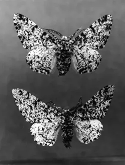 Moth Species Prints: Peppered Moths