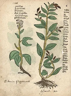 Pepperwort, Lepidium latifolium, and waterpepper Pepperwort, Lepidium latifolium, and waterpepper