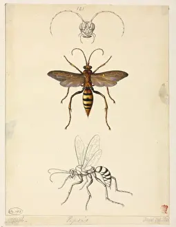 Watercolour Tarantula Hawk Print, 1821