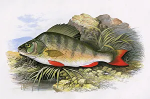 Perca fluviatilis, or European Perch Perca fluviatilis, or European Perch