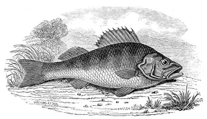 Victorian Era Fish Illustration Prints: A Perch, 1846