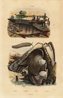 Perch, velvet worm, lacewing and pearl oyster Perch, velvet worm, lacewing and pearl oyster