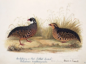 Perdicula erythrorhyncha, painted bush quail Perdicula erythrorhyncha, painted bush quail