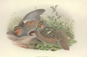 Grey Partridge Print, Hand Coloured Lithograph (1873)