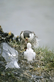 Peregrine Falcon - adult feeds a chick in the nest Peregrine Falcon - adult feeds a chick in the nest