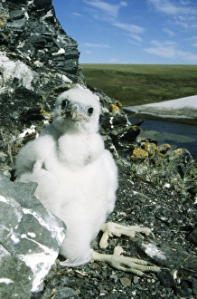 Peregrine Falcon - chick in the nest (a single Peregrine Falcon - chick in the nest (a single