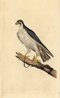Peregrine falcon, Falco peregrinus, chained to a branch Peregrine falcon, Falco peregrinus, chained to a branch
