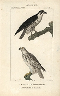 Peregrine falcon, Falco peregrinus, and gyrfalcon Peregrine falcon, Falco peregrinus, and gyrfalcon