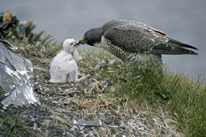 PEREGRINE FALCON - feeding chicks on nest, typical PEREGRINE FALCON - feeding chicks on nest, typical
