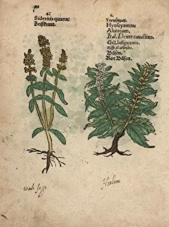 Perennial yellow woundwort and henbane Perennial yellow woundwort and henbane