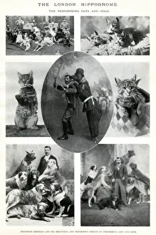 Performing cats and dogs at the London Hippodrome Performing cats and dogs at the London Hippodrome